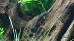 Besatz im Aquarium Kakadus Park Nur noch als Beispiel