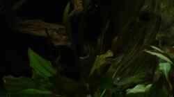 Echinodorus Dschungelstar