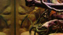 Aquarium Procambarus Clarkii II