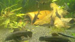 Haibarben und Schwielenwelse