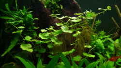 Pflanzen im Aquarium 240er