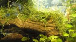 sandgestrahlte Weinreben mit aufgebundenem Javamoos