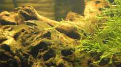 Amanos auf Wurzel 10cm unter Wasseroberfläche