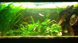 Aquarium Südamerika