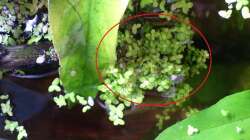 unbekannte kleinwüchsige Pflanze