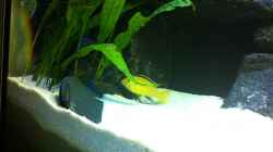 Labidochromis `Yellow`