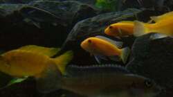 Besatz im Aquarium My Version of Malawi