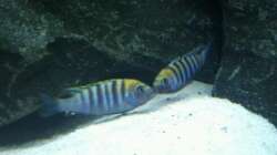 Revierkampf / Cynotilapia afra `cobue`