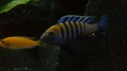 Besatz im Aquarium My Version of Malawi