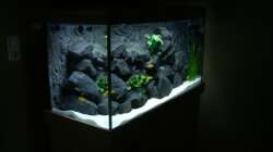 Aquarium My Version of Malawi