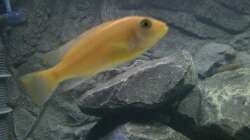 Metriaclima estherae