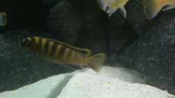 Besatz im Aquarium My Version of Malawi