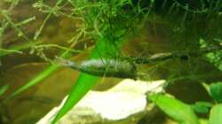 Amano mit Gelege