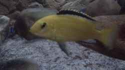 Labidochromis caeruleus yellow Bock
