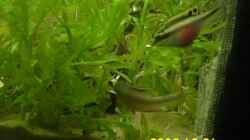 Pelvicachromis pulcher 1 Stunde nach dem einsetzen