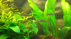 Zebrabarbling mit Keilfeckbarbling