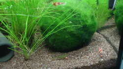 Besatz im Aquarium Garnelenbecken