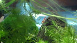 Besatz im Aquarium Garnelenbecken