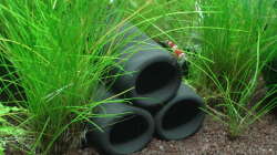 Dekoration im Aquarium Garnelenbecken