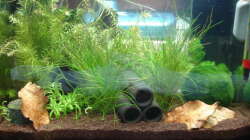 Dekoration im Aquarium Garnelenbecken