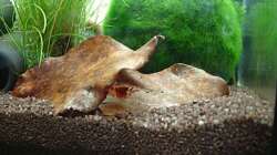 Besatz im Aquarium Garnelenbecken