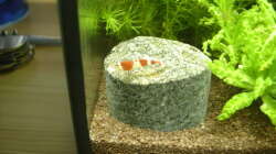 Besatz im Aquarium Garnelenbecken