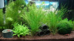 Pflanzen im Aquarium Garnelenbecken