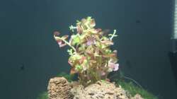 Rotala Rotundifolia
