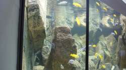 Dekoration im Aquarium Delta Rock