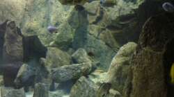 Dekoration im Aquarium Delta Rock