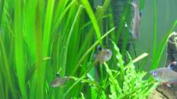 Pflanzen im Aquarium Erster Versuch, nun nicht mehr