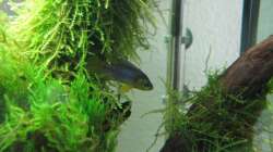 Junger Apistogramma