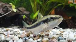 Siamesische Rüsselbarbe