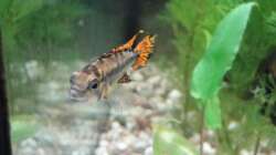 männlicher Kakaduzwergbuntbarsch