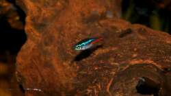 Paracheirodon innesi