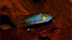 Apistogramma borelli ´Paraguay´ WF - Männchen