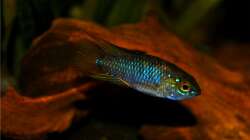 Apistogramma borelli ´Paraguay´ WF - Männchen