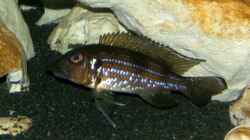 Gnathochromis Permaxillaris Männchen