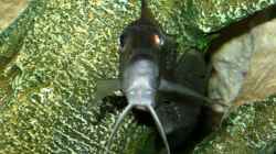 Gnathochromis Permaxillaris Weibchen