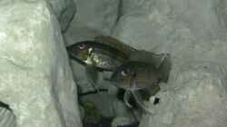 Gnathochromis Permaxillaris beide 