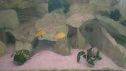 Besatz im Aquarium Becken 19756
