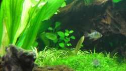 Aquarium 112Ltr. Tropenbecken -nur noch als Beispiel-