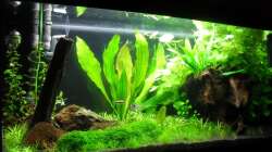 Aquarium 112Ltr. Tropenbecken -nur noch als Beispiel-