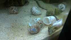 Dekoration im Aquarium Miniriff