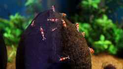 Besatz im Aquarium 70er Red Bee-Vitrinen-Tank