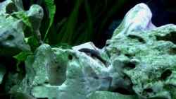 Besatz im Aquarium Becken 198