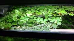 Aquarium 90L Sonnensturm