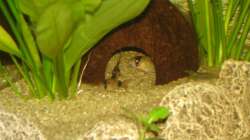 Pandas in Kokosnuss - 07.2011