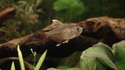 Schmucksalmler ´White Fin´