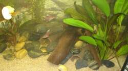 Wurzel- und Höhlenecke